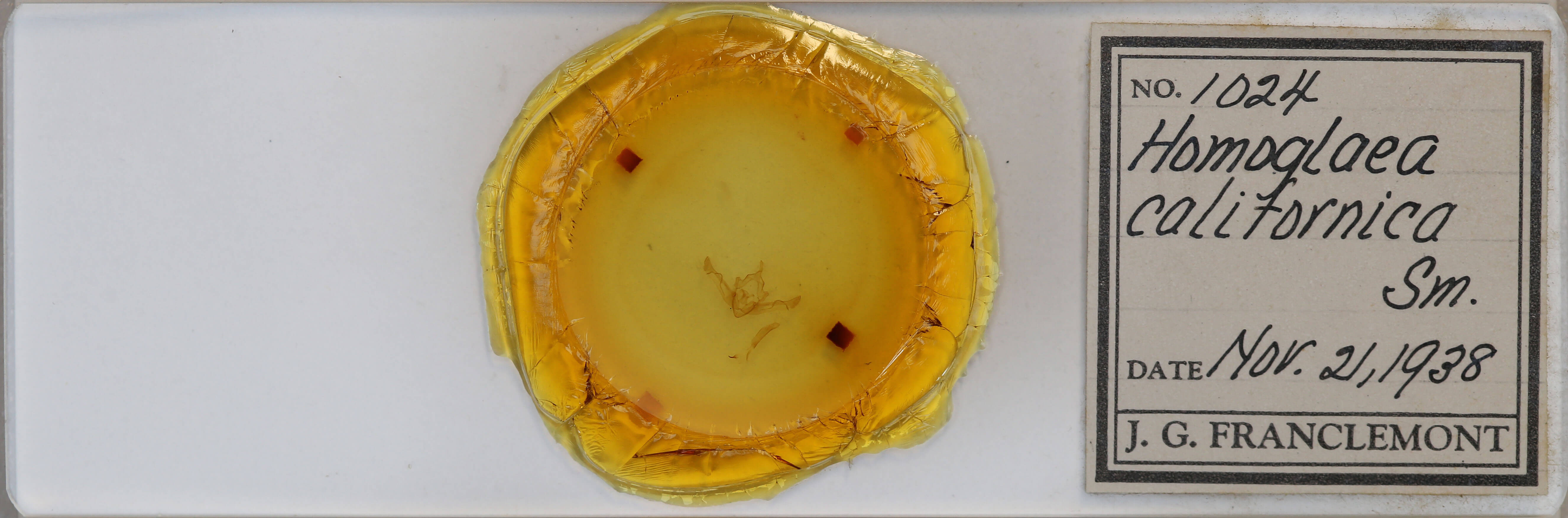 slide view of adult Homoglaea californica