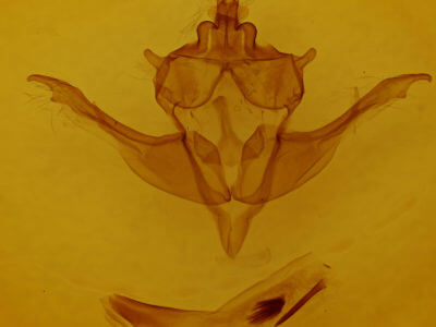 genitalia view of adult Homoglaea dives