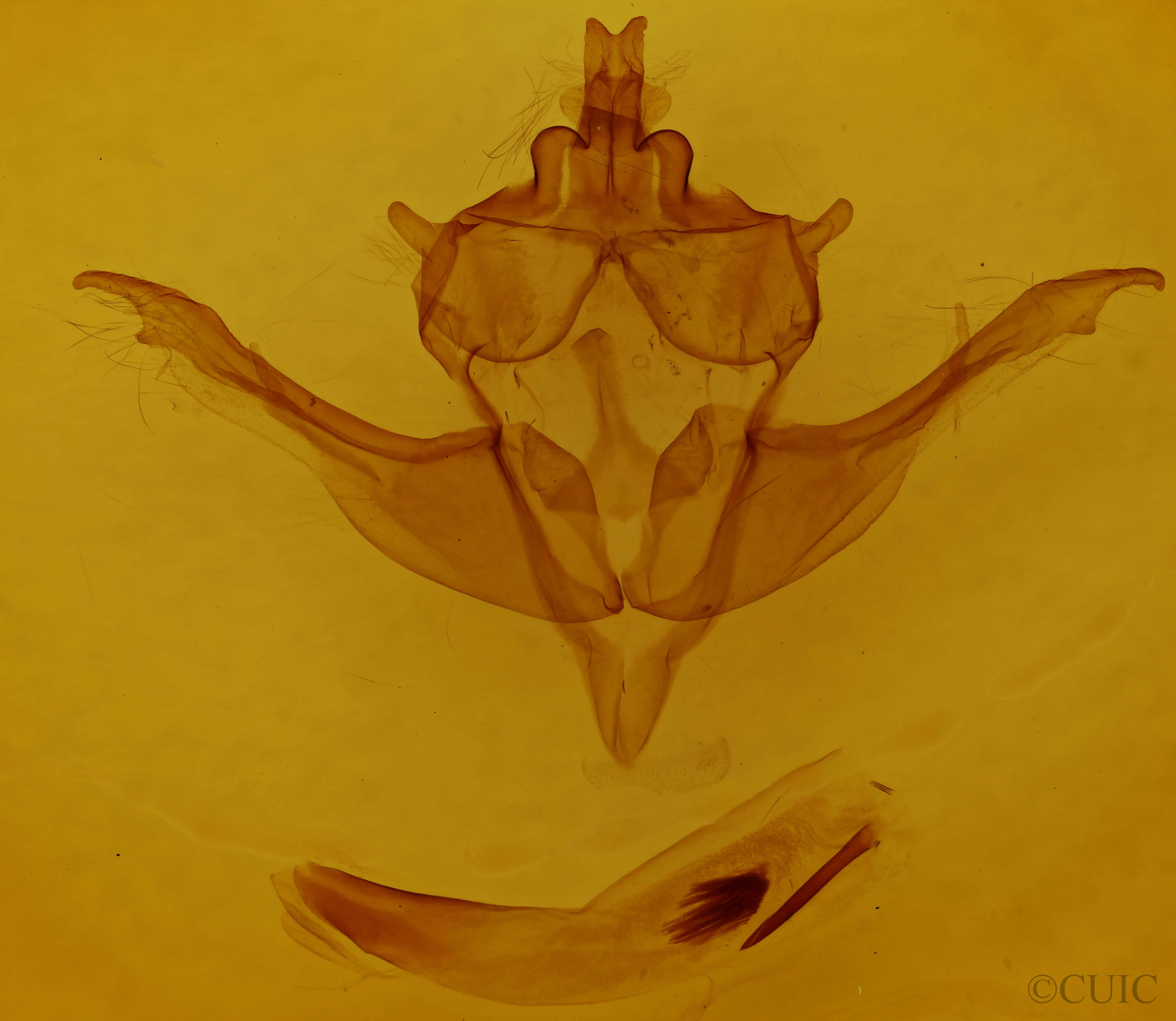 genitalia view of adult Homoglaea dives