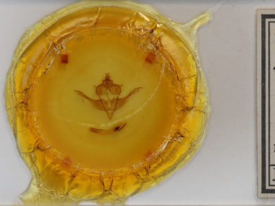 slide view of adult Homoglaea dives