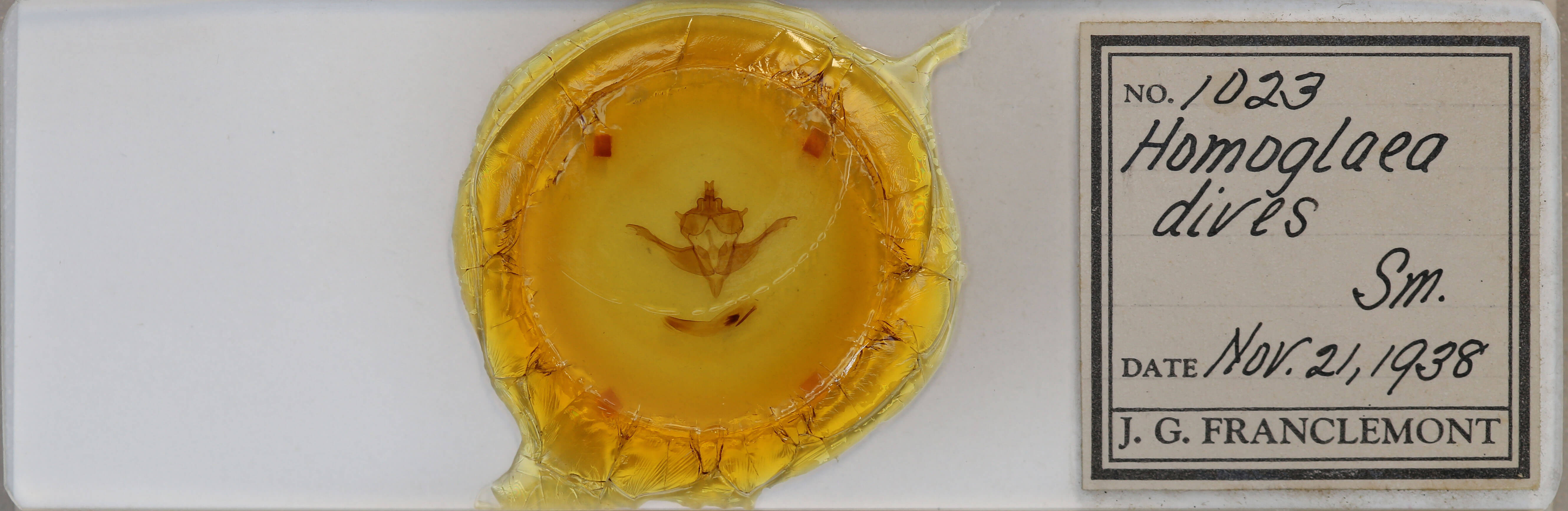 slide view of adult Homoglaea dives