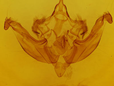 genitalia view of adult Hydraecia immanis