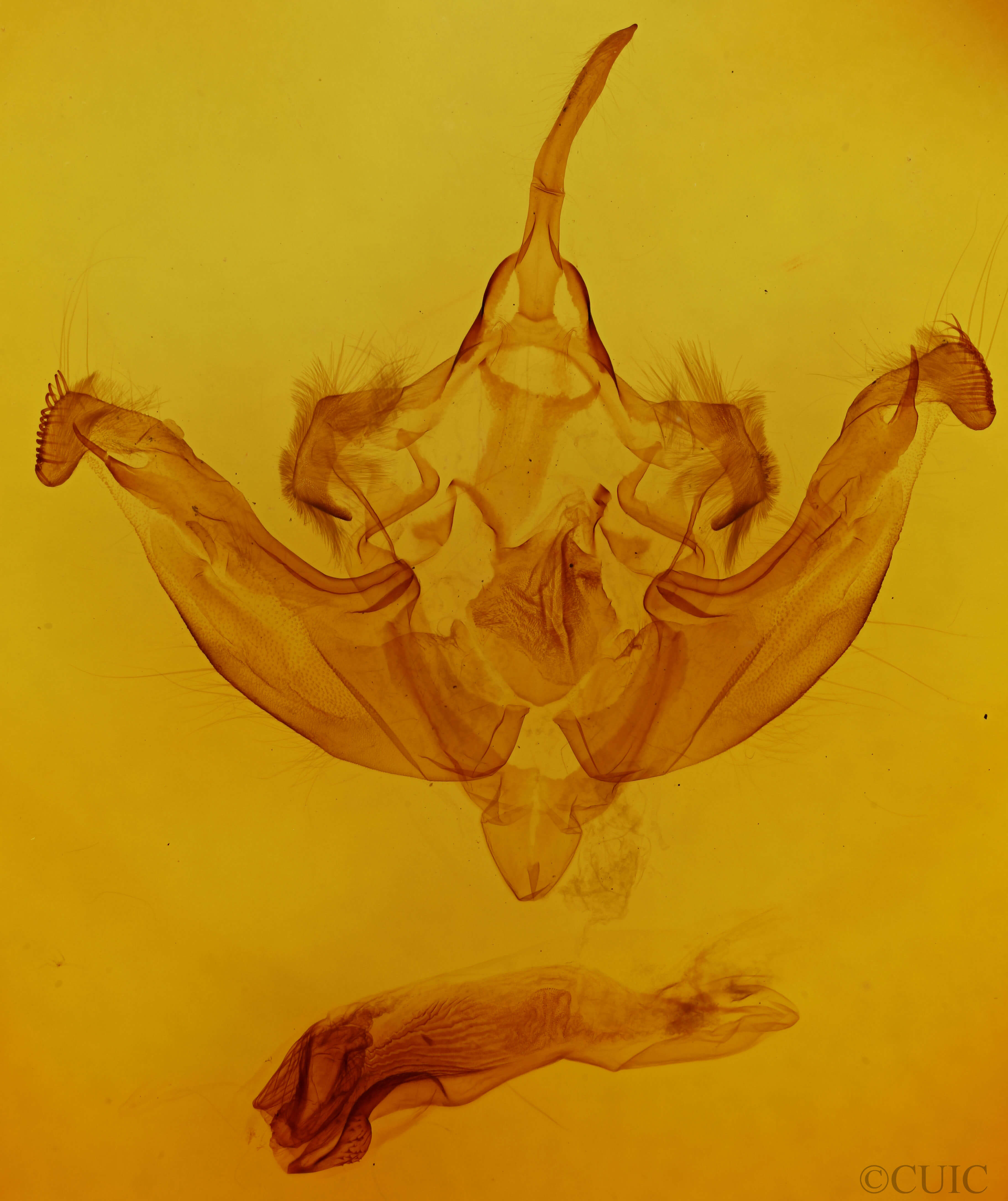 genitalia view of adult Hydraecia immanis