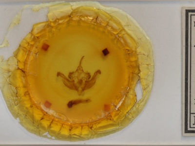 slide view of adult Hydraecia immanis