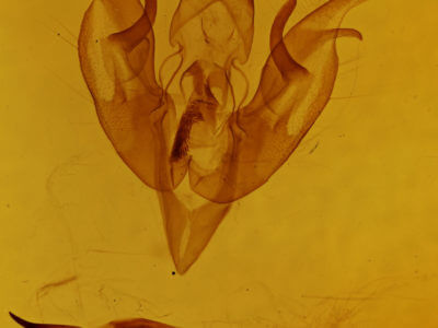 genitalia view of adult Lacinipolia meditata