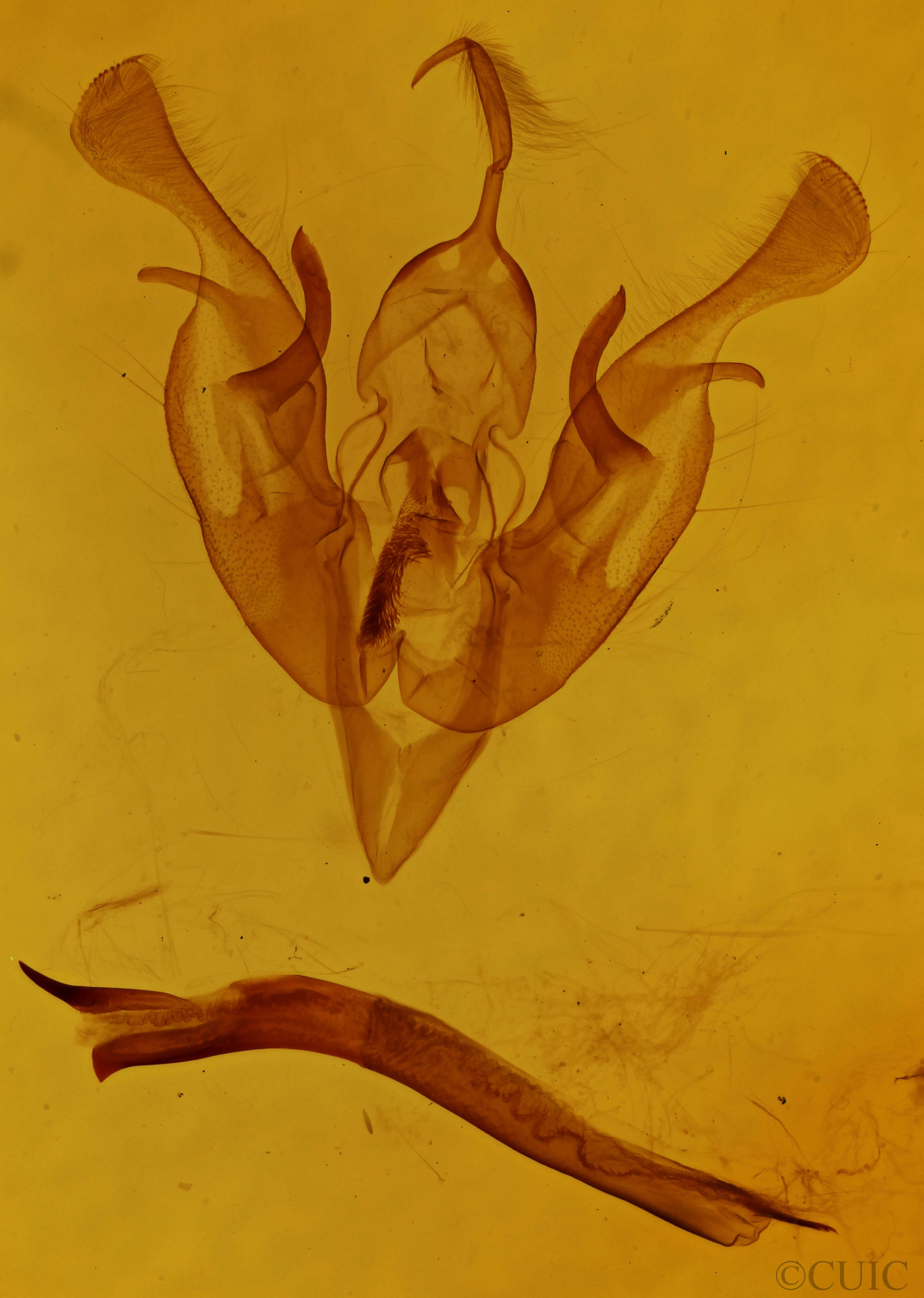 genitalia view of adult Lacinipolia meditata