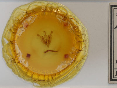 slide view of adult Lacinipolia meditata