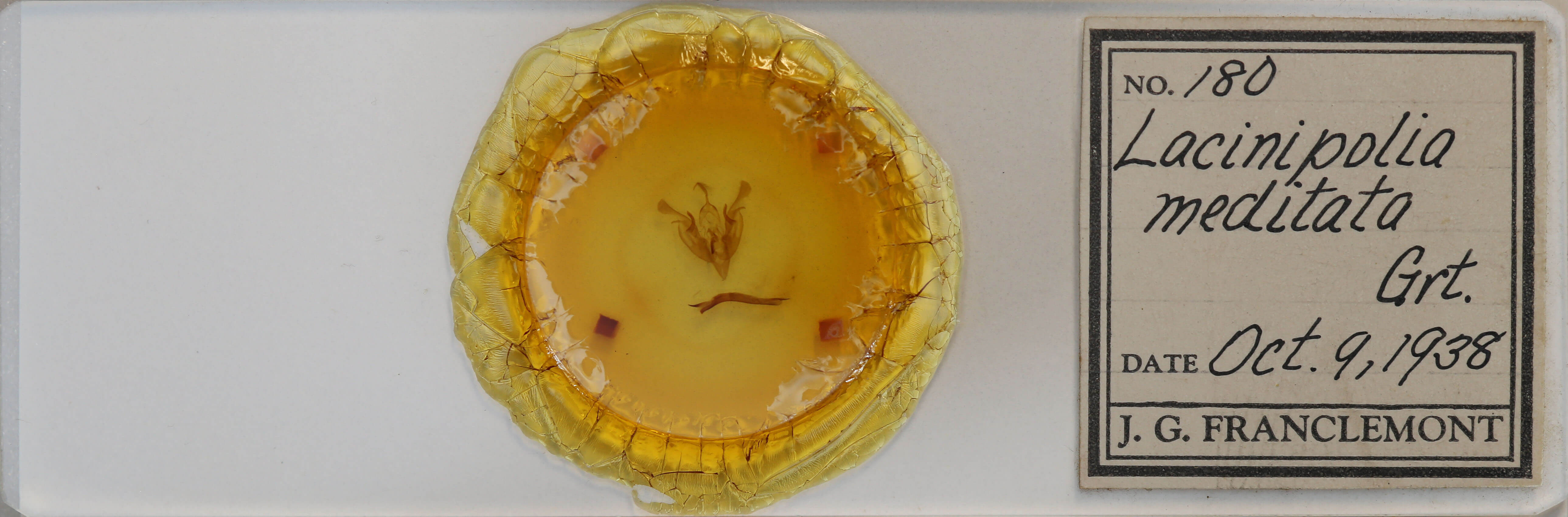 slide view of adult Lacinipolia meditata