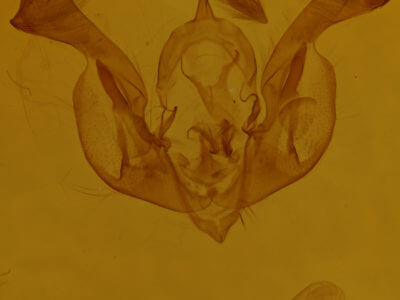 genitalia view of adult Lacinipolia olivacea