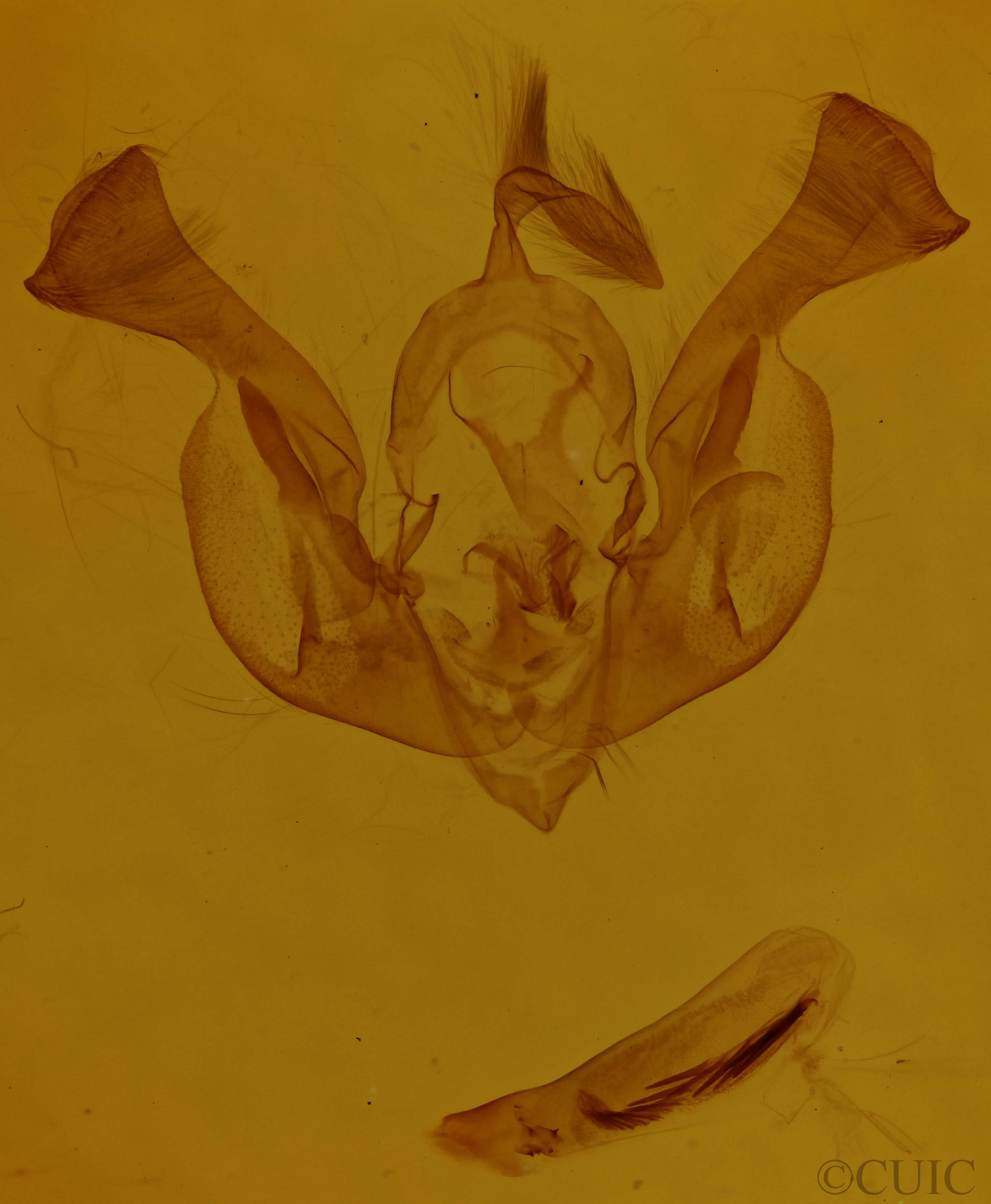 genitalia view of adult Lacinipolia olivacea