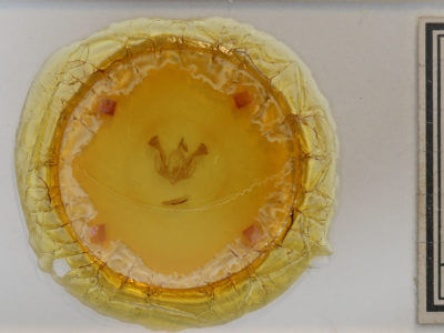 slide view of adult Lacinipolia olivacea