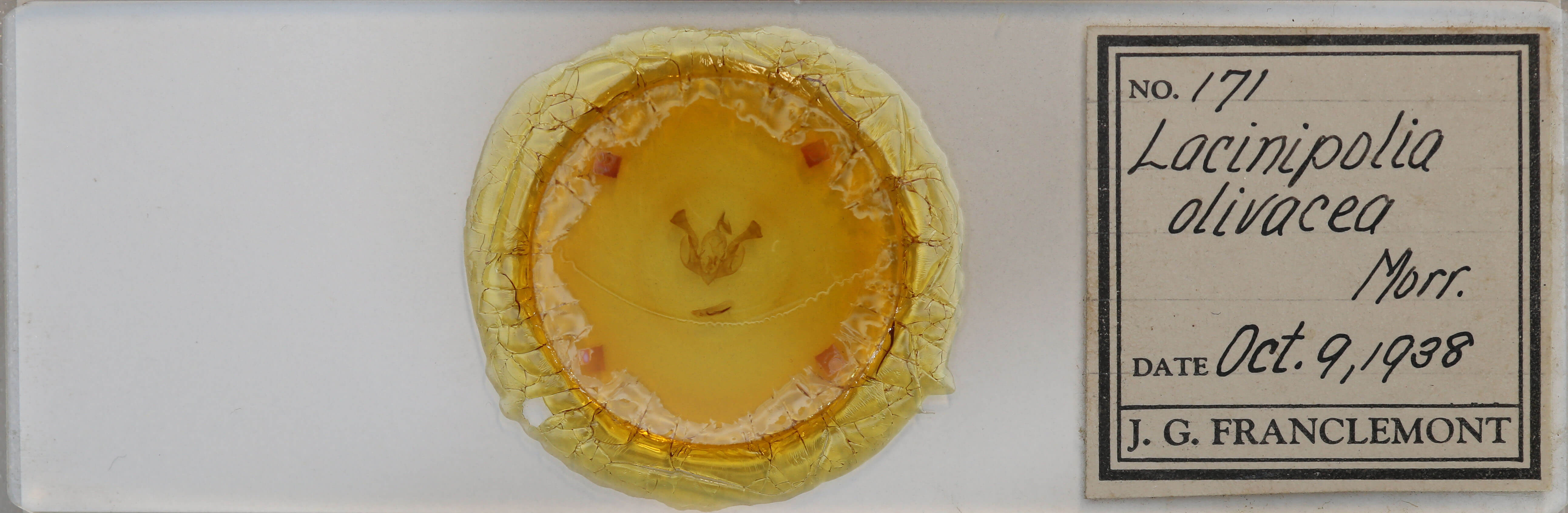 slide view of adult Lacinipolia olivacea