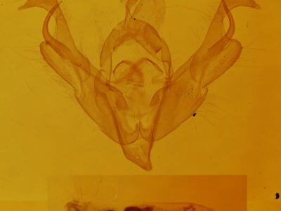 genitalia view of adult Lacinipolia spiculosa