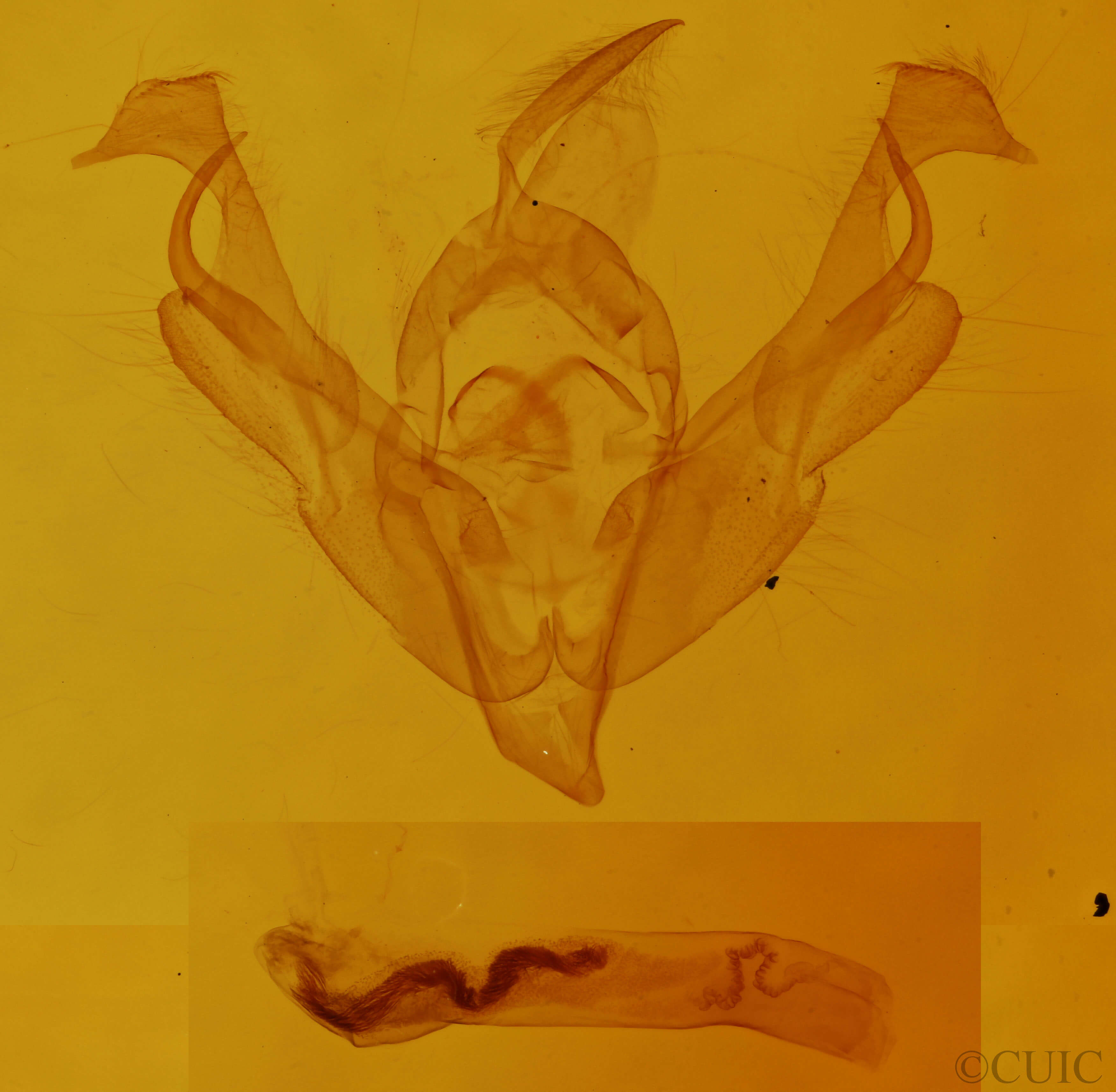 genitalia view of adult Lacinipolia spiculosa