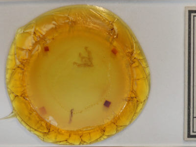 slide view of adult Lacinipolia spiculosa