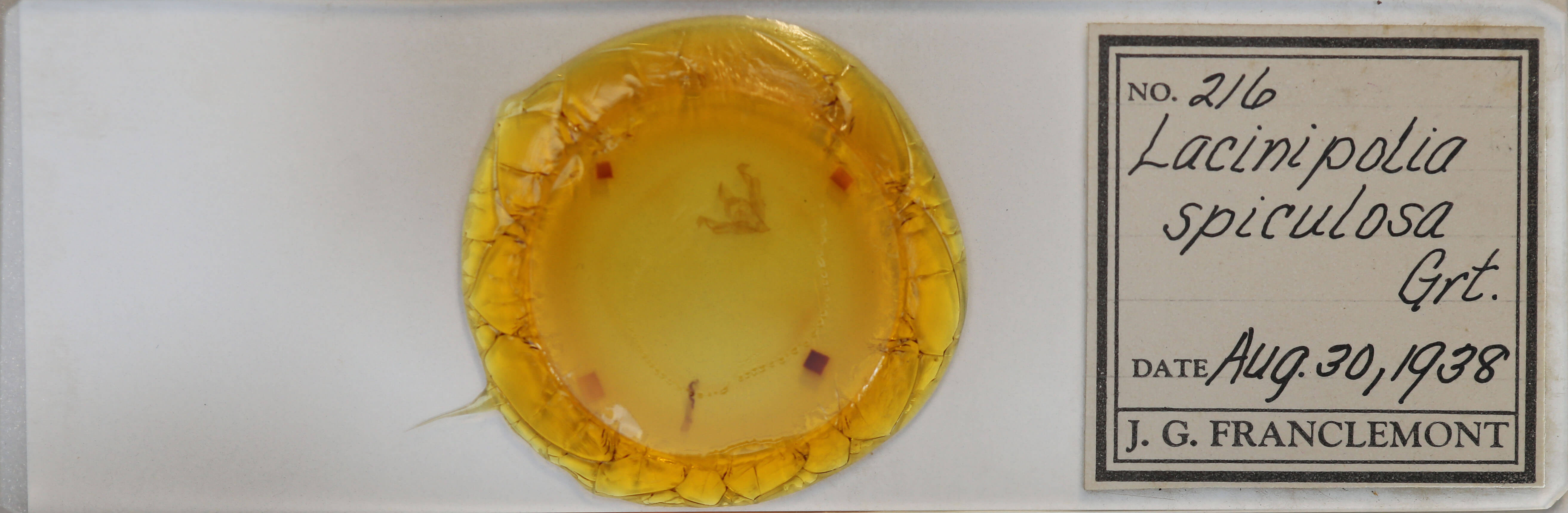 slide view of adult Lacinipolia spiculosa