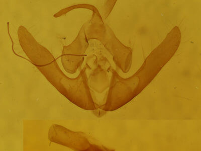 genitalia view of adult Deltote bankiana