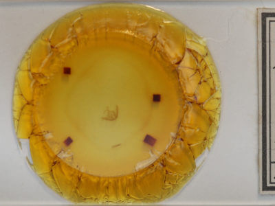 slide view of adult Deltote bankiana