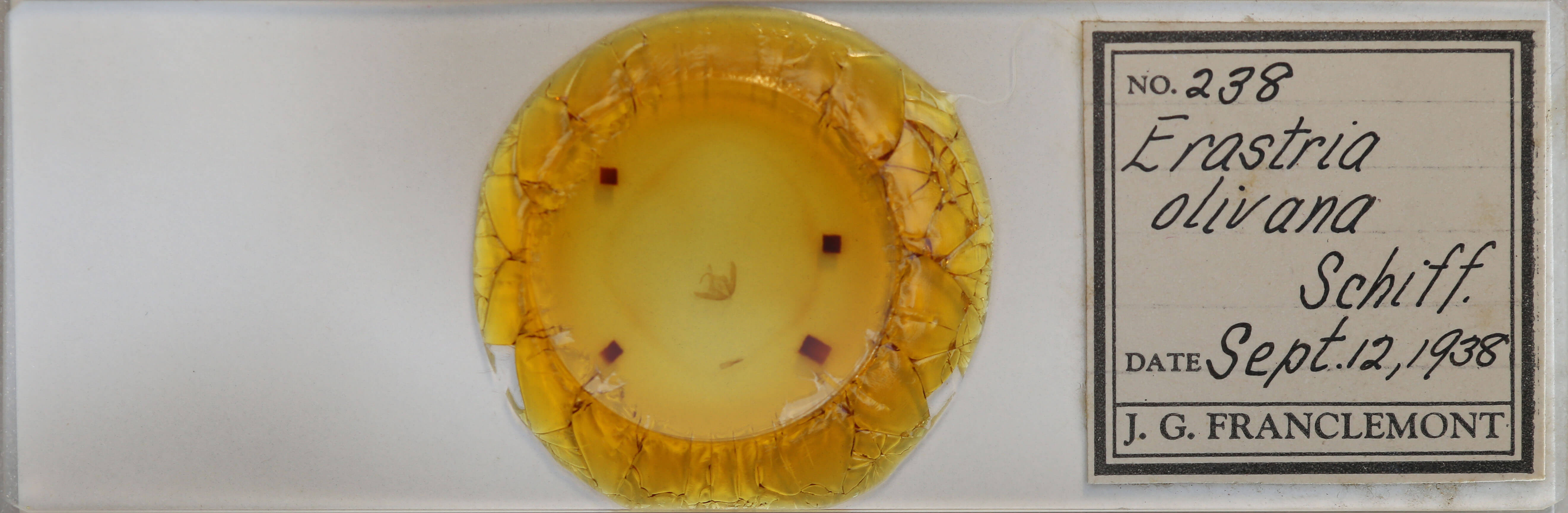 slide view of adult Deltote bankiana