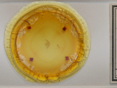 slide view of adult Deltote bellicula