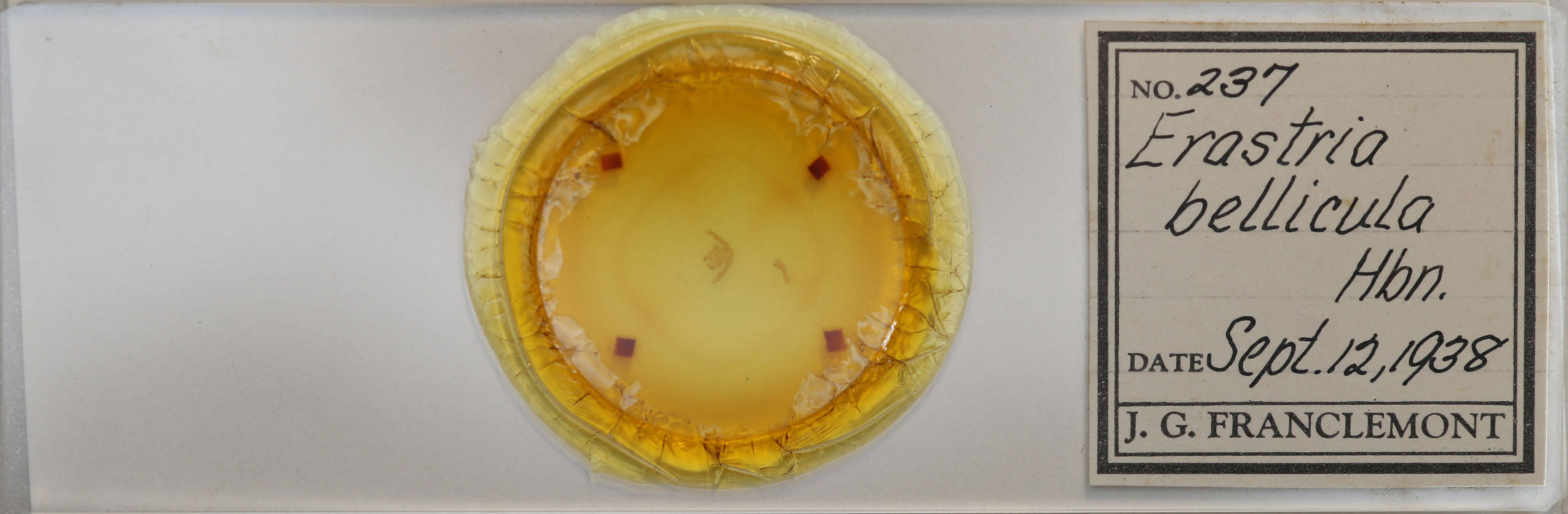 slide view of adult Deltote bellicula