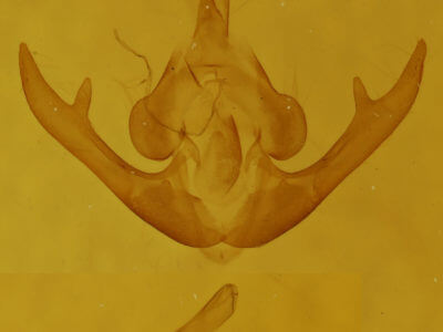 genitalia view of adult Lithacodia uncula