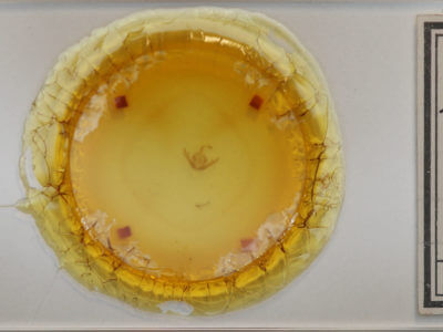 slide view of adult Lithacodia uncula