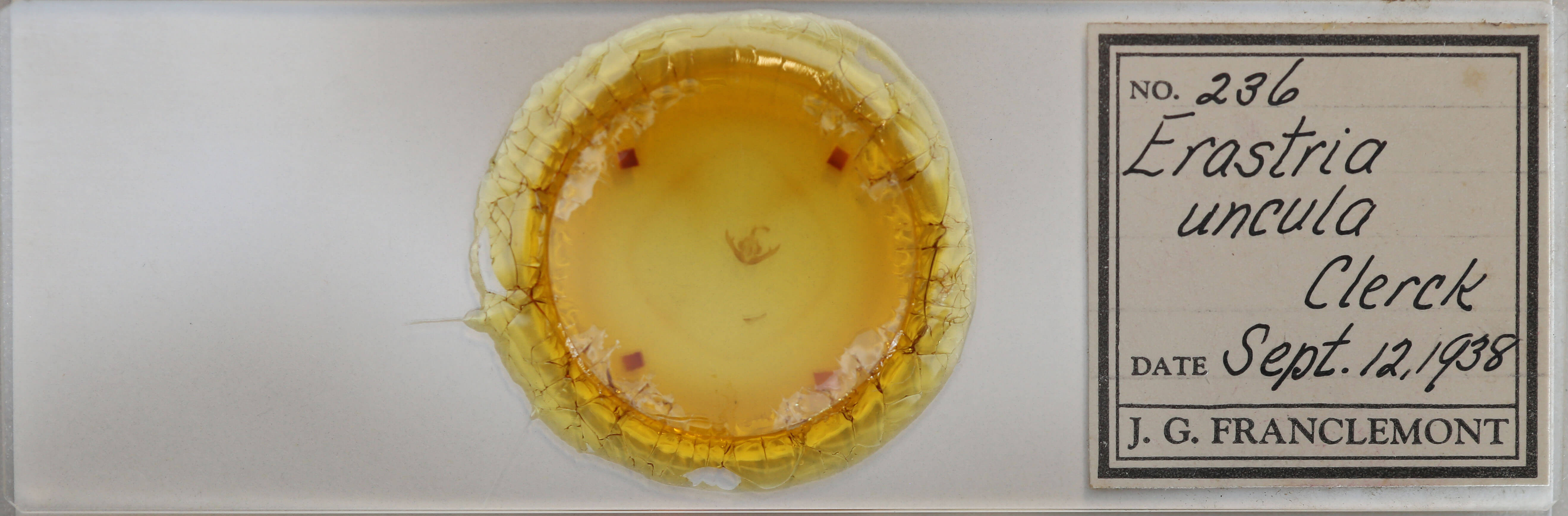 slide view of adult Lithacodia uncula