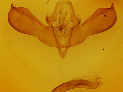 genitalia view of adult Lithomoia germana