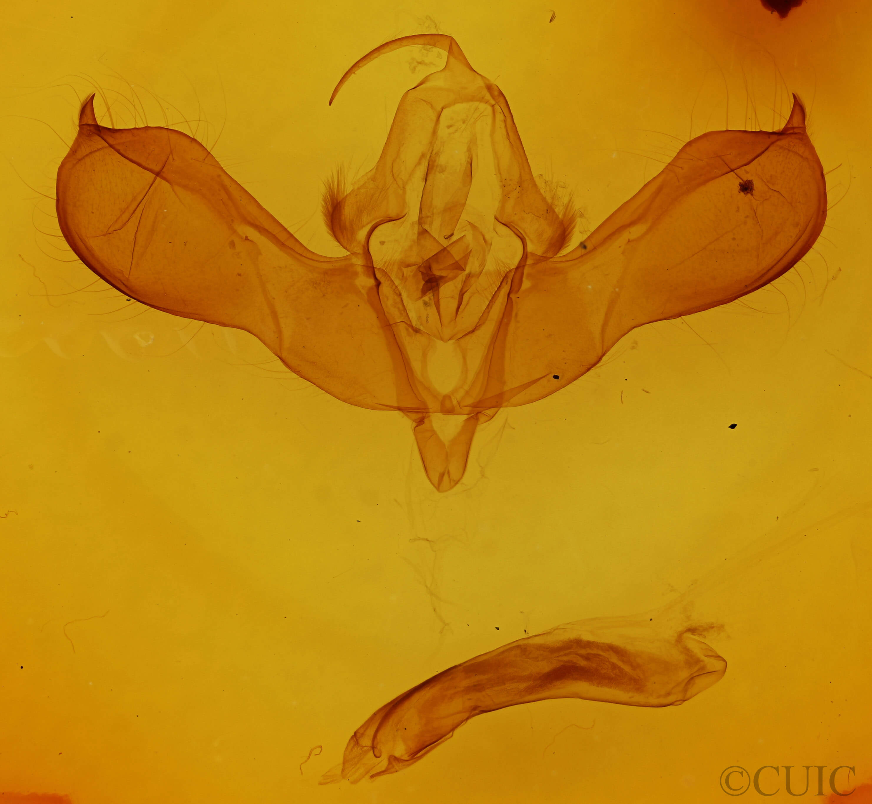 genitalia view of adult Lithomoia germana