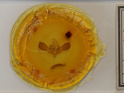 slide view of adult Lithomoia germana