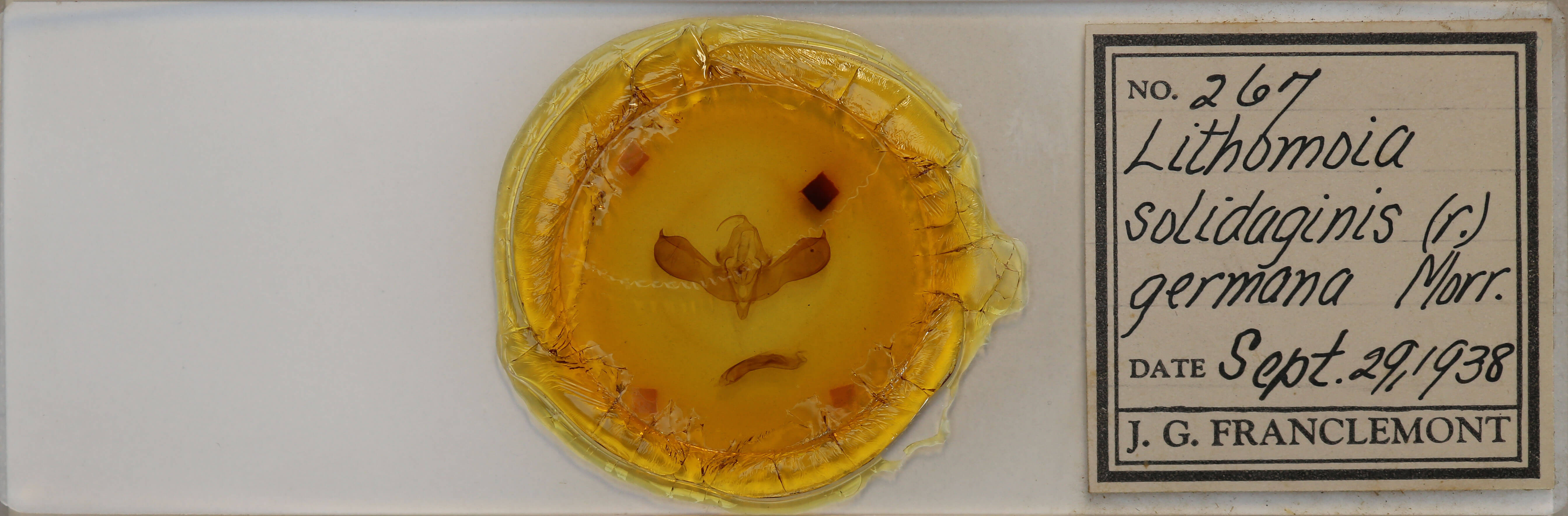 slide view of adult Lithomoia germana