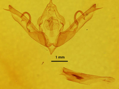 genitalia view of adult Lithophane bethunei