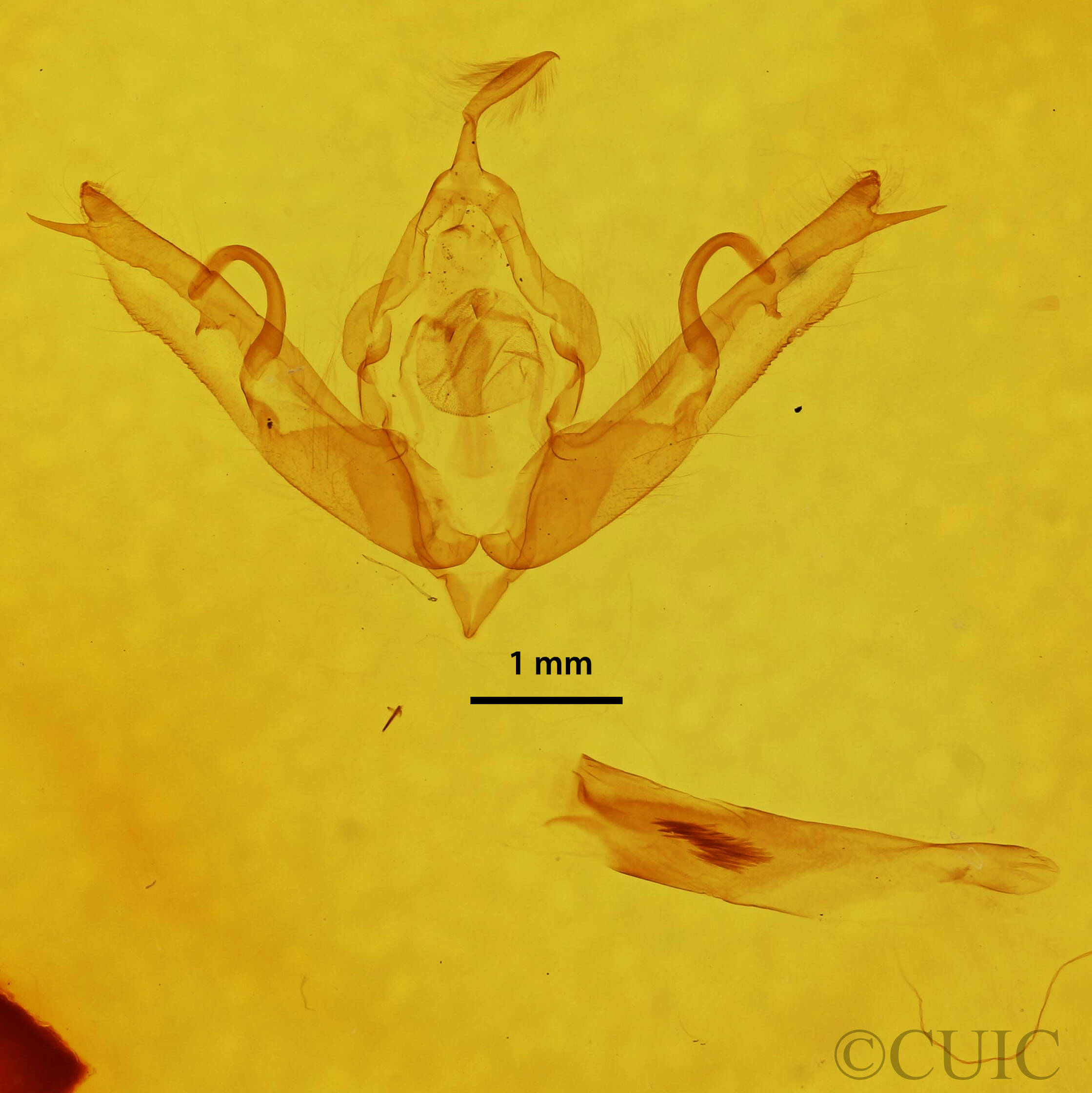 genitalia view of adult Lithophane bethunei