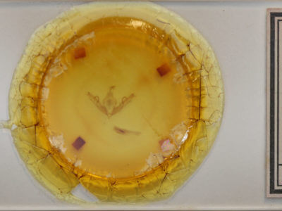 slide view of adult Lithophane bethunei