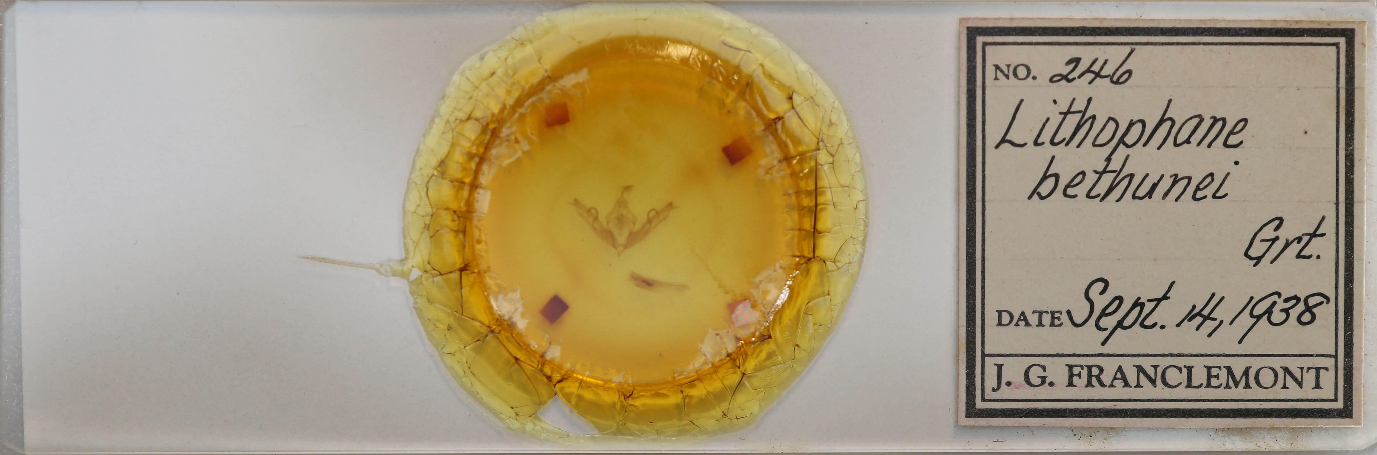 slide view of adult Lithophane bethunei