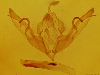 genitalia view of adult Lithophane petulca