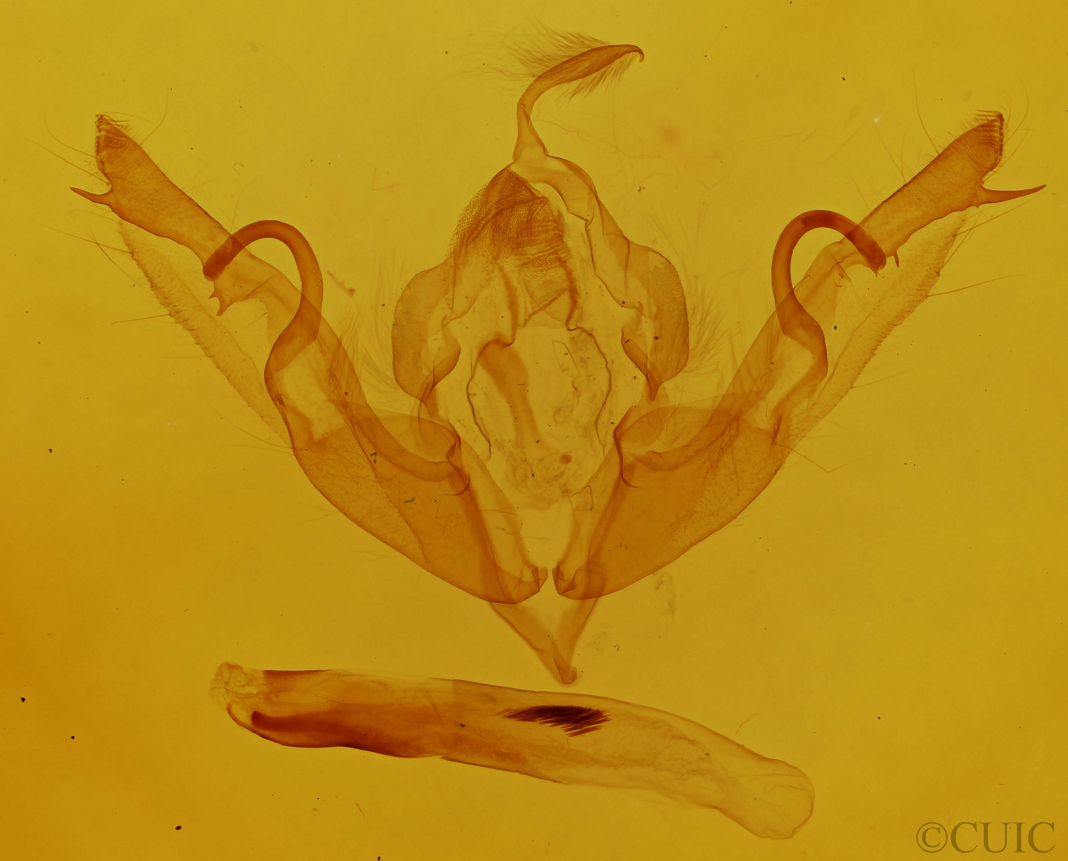 genitalia view of adult Lithophane petulca