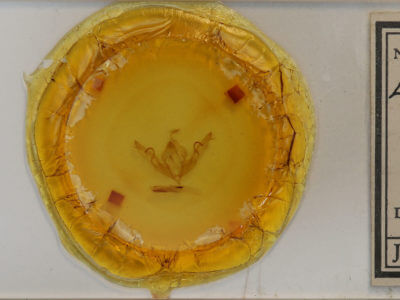 slide view of adult Lithophane petulca