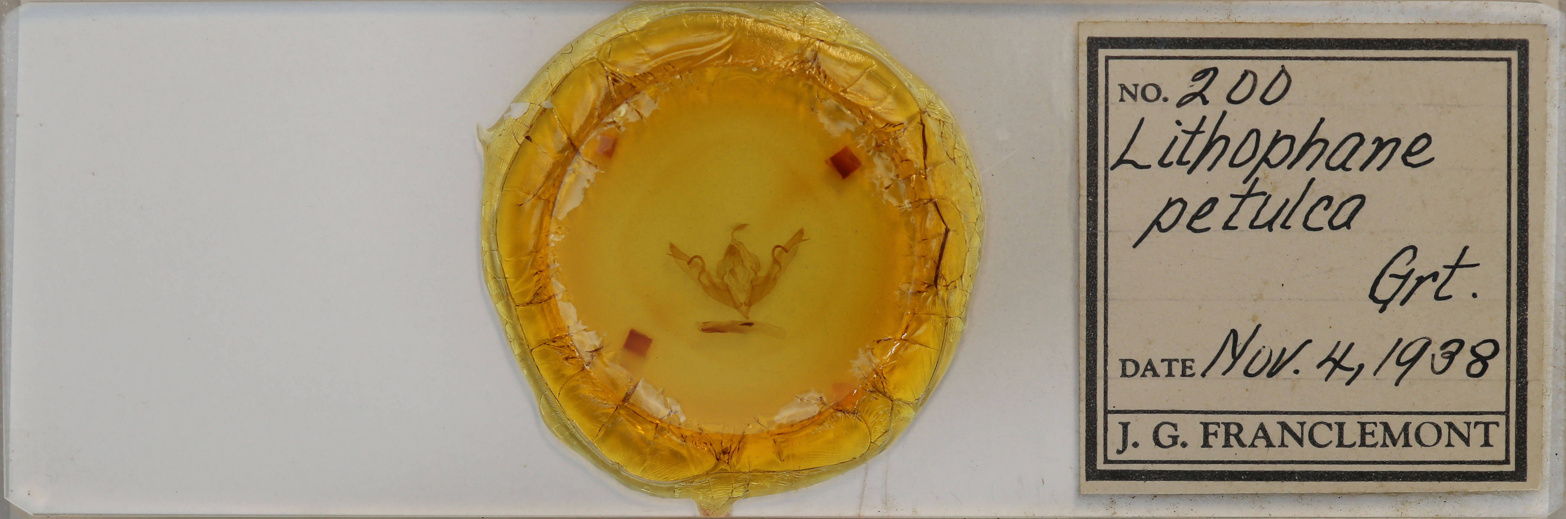 slide view of adult Lithophane petulca