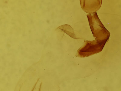 genitalia view of adult Lithophane petulca