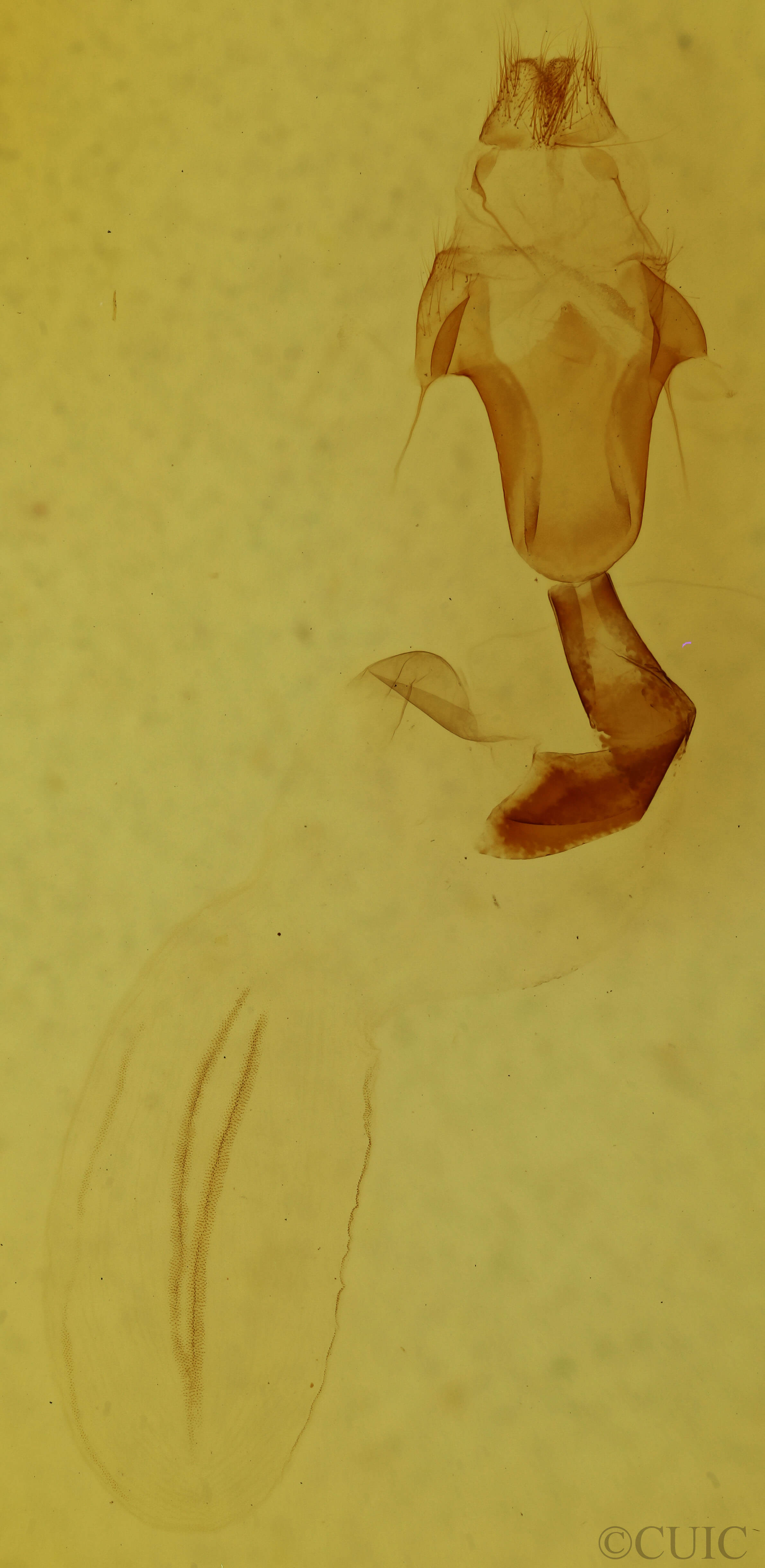 genitalia view of adult Lithophane petulca