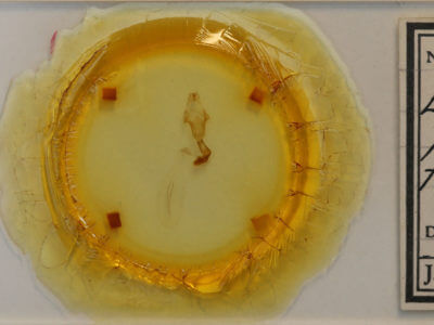 slide view of adult Lithophane petulca