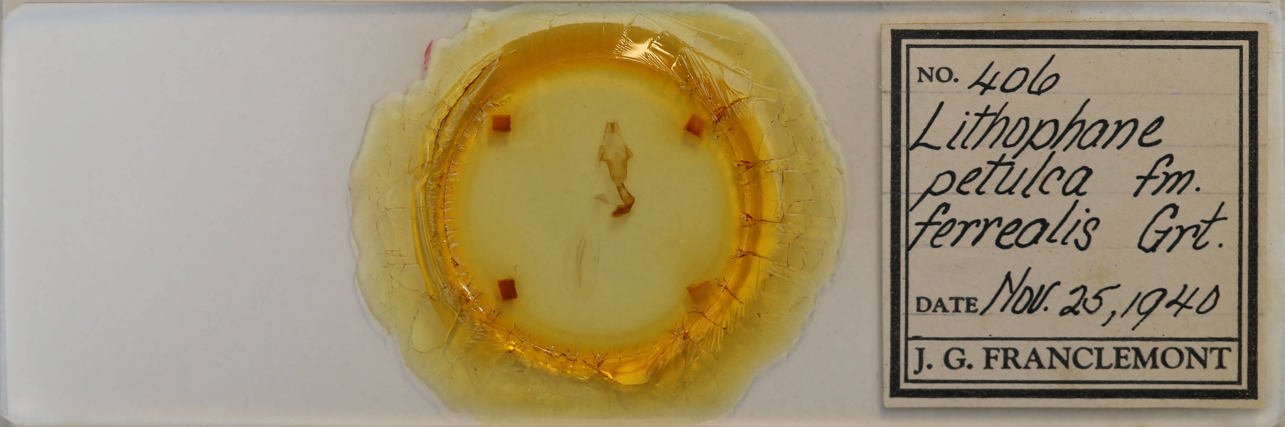 slide view of adult Lithophane petulca