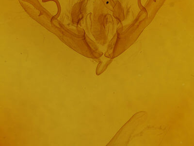genitalia view of adult Lithophane semiusta
