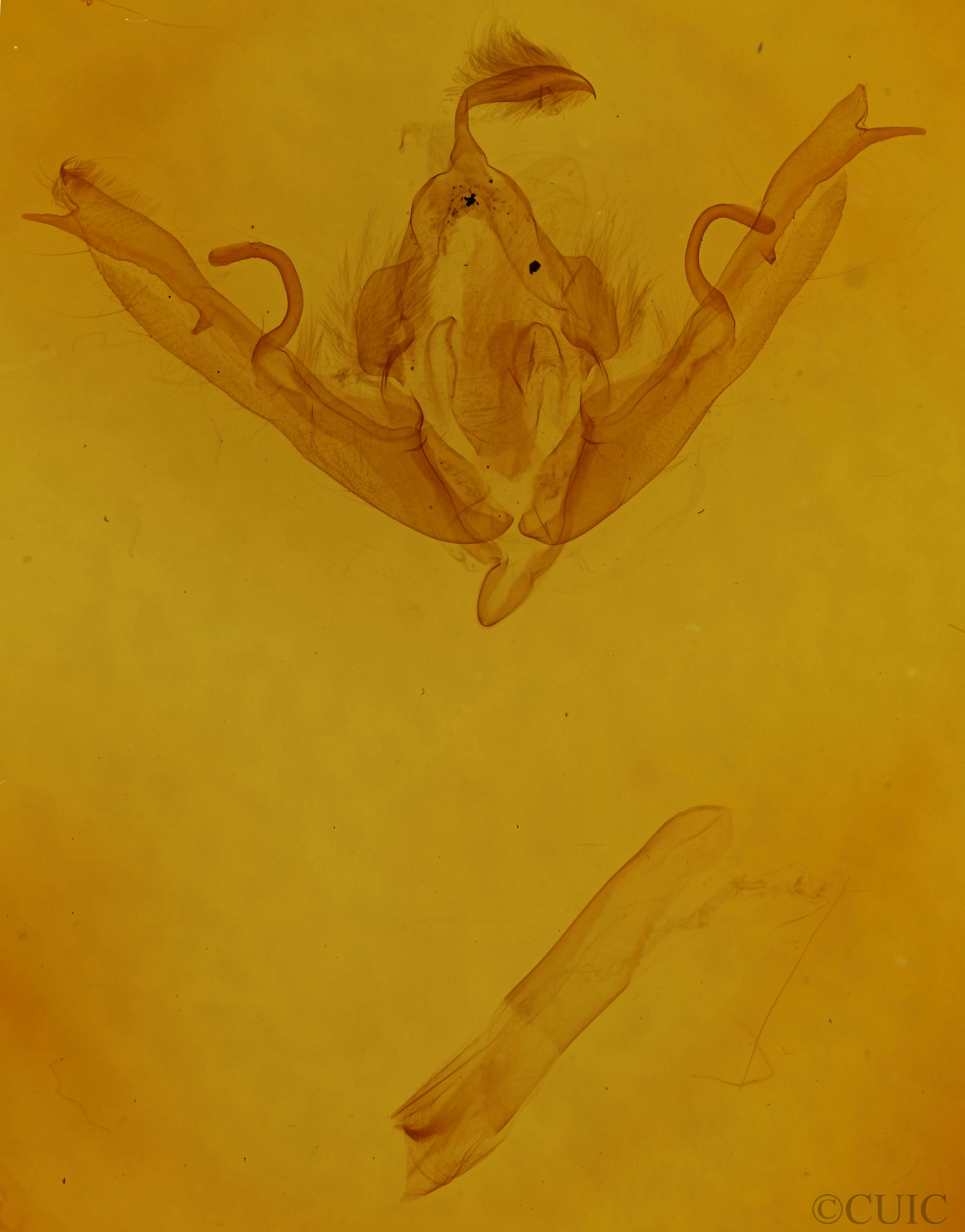 genitalia view of adult Lithophane semiusta