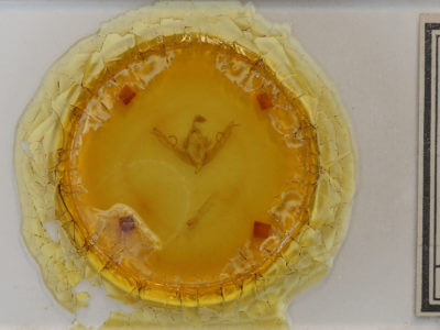 slide view of adult Lithophane semiusta