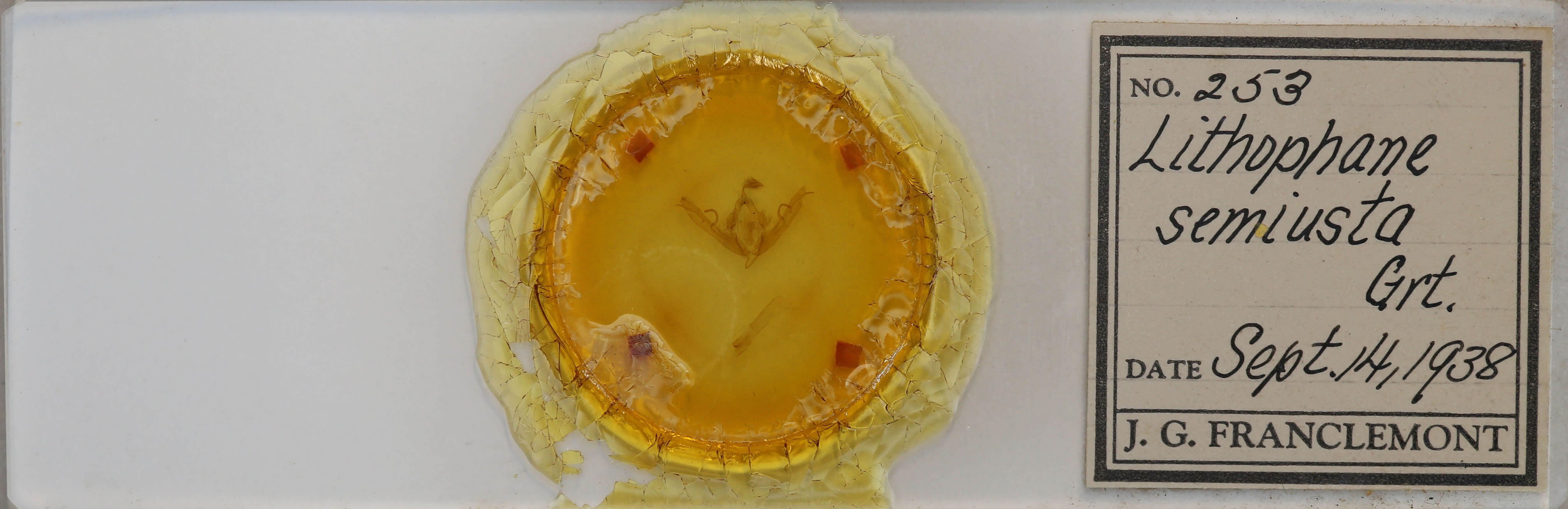 slide view of adult Lithophane semiusta