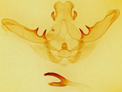 genitalia view of adult Lochmaeus manteo