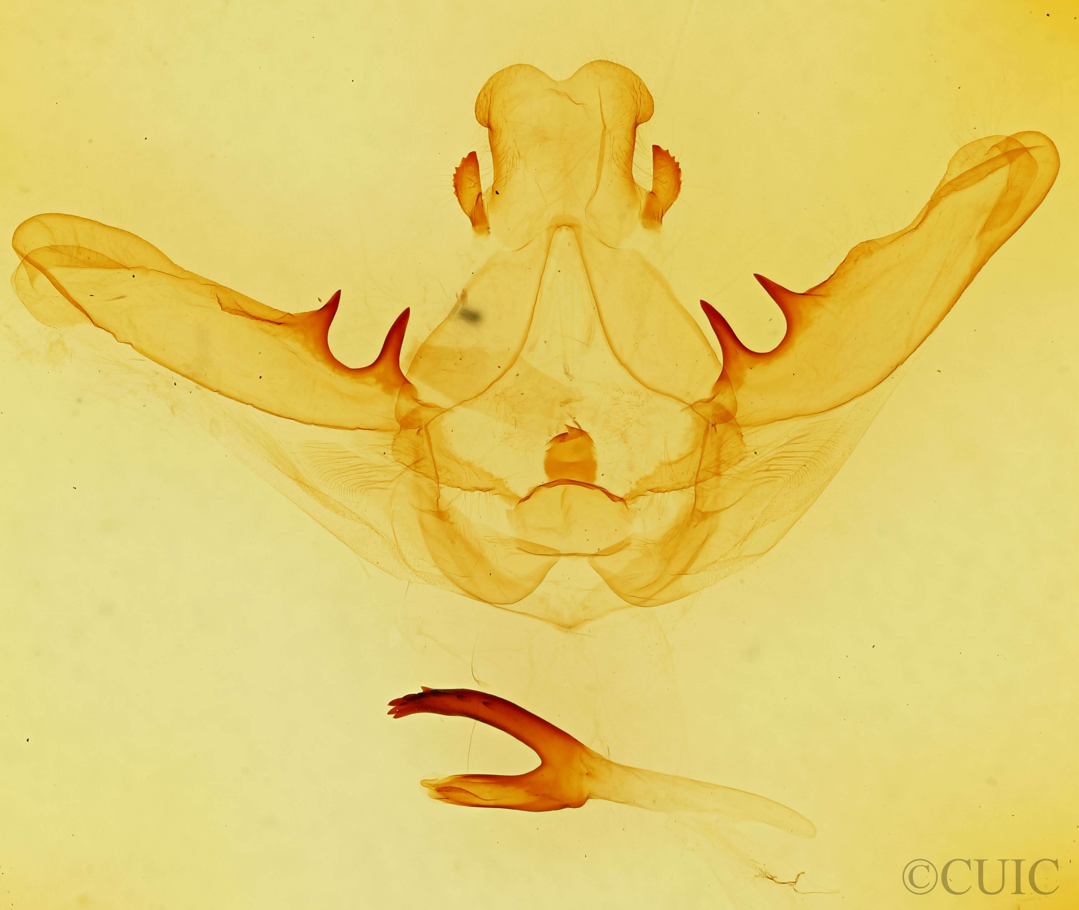 genitalia view of adult Lochmaeus manteo